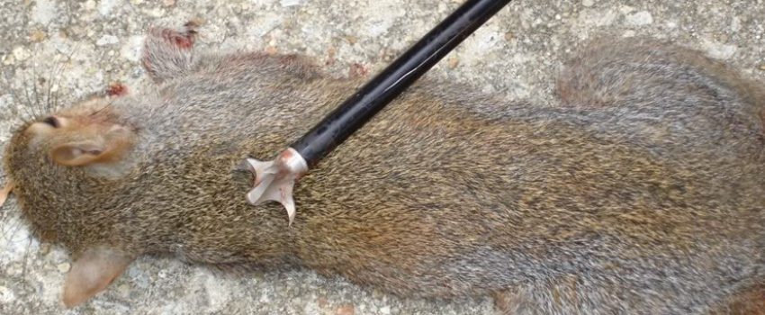 squirrel3