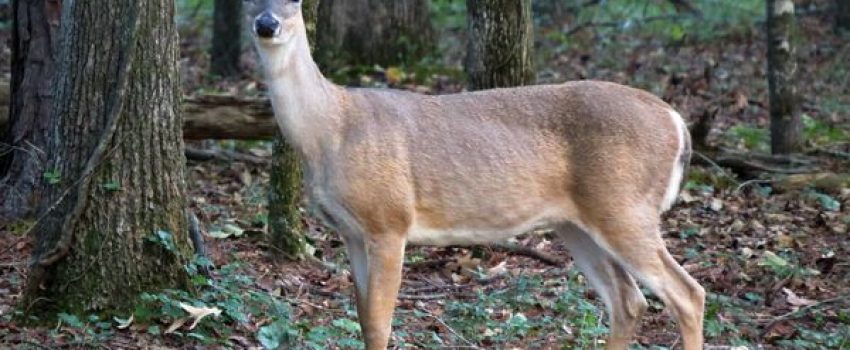thumb-1380497515277-doe_in_woods