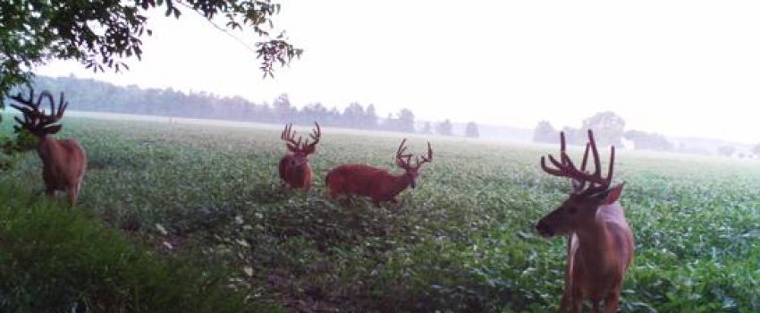 trailcam1