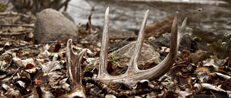 Whitetail Shed Hunting Tips from The Hunting Page Pro-staff — The ...