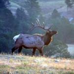 Bull_Elk_in_Wind_Cave Photo by National Parks Service