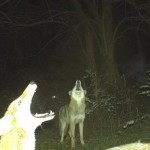 Coyotes