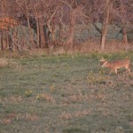 Illinois 10PT Deer 12 338