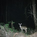 Spotlighting deer photo by Outdoor Hub