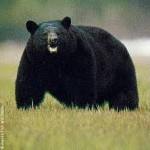 black bear Photo by Alaska Department of Fish and Game
