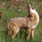 coyote1 Photo by Washington Department of Fish and Wildlife