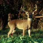 deer1 Photo by Texas Parks and Wildlife Department