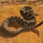 Eastern Diamondback Rattlesnake (Crotalus adamanteus)