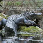heflin_gator Photo by MDWFP