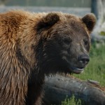 Alaska Bear one 085