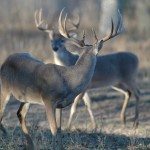 Deer 06 052