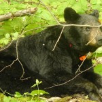 bear