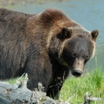 Alaska Bear one 049 – Copy