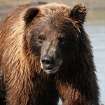 Alaska Bear one 134