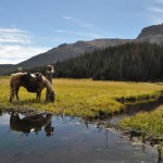Colorado Elk 2010 054