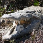 Crocodile Photo by USFWS
