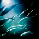 Fish Philosophy (Tuna) Photo by David L. Haeni – Creative Commons