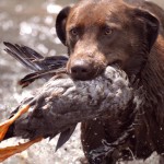 HUnting dog Photo by Smokin Gun Dogs