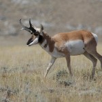 Med Bow Antelope Prairie Dog 012