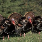 NWTF-turkey-06-Contest-2 Photo by National Wild Turkey Federation