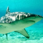 Shark Photo by Stever Garner Licensed by Creative Commons