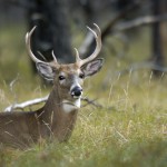 White-tailed deer Photo by Michigan State University