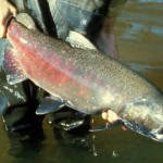 chinooksalmon Photo by Bureau of Land Management