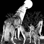 coyote4 Image by Washington Department of Fish and Wildlife