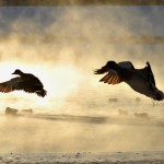 ducks-800×495[1]