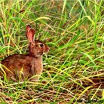 rabbit Photo by Kentucky Department of Fish and Wildlife Resources