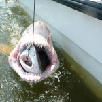 sharkwithinashark Photo courtesy of the University of Delaware