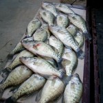 crappie