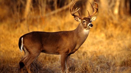 whitetail deer travel radius