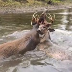 Antler-Lock-River-Photo-by-Grande-View-Outdoors-e1385092244663