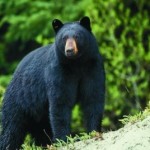 Black-Bear-Photo-by-Missouri-department-of-Conservation-e1384482823456