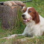 upland-hunting-dog-Photo-by-Los-Gauchos-e1385516702577
