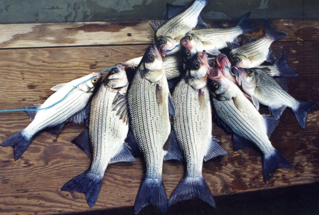 How to Catch White Bass‰Û_ and Why You Shouldn't — The Hunting page