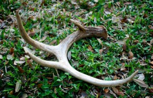 shed hunting tips for understanding deer movement patterns