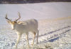 whitetail deer travel radius