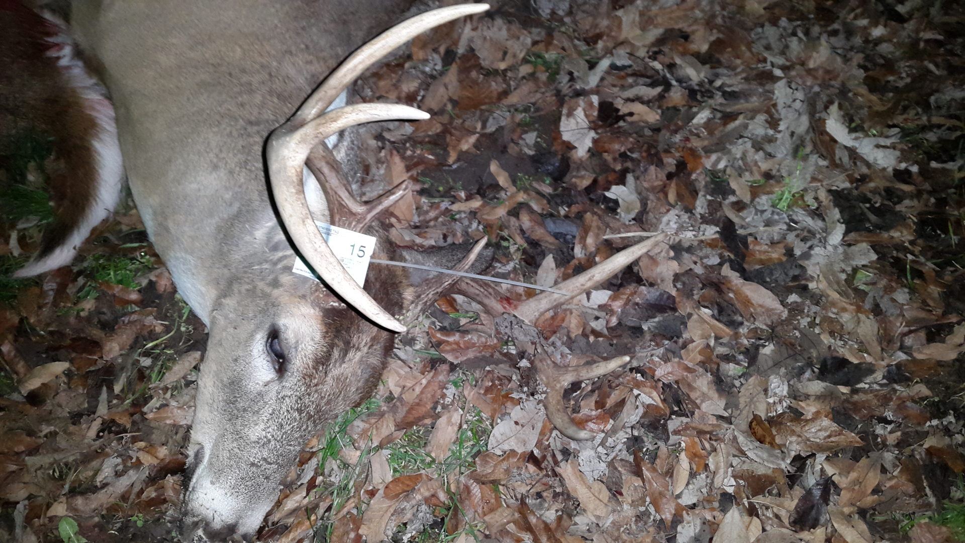 How to AirSkin a Deer [VIDEO] — The Hunting page