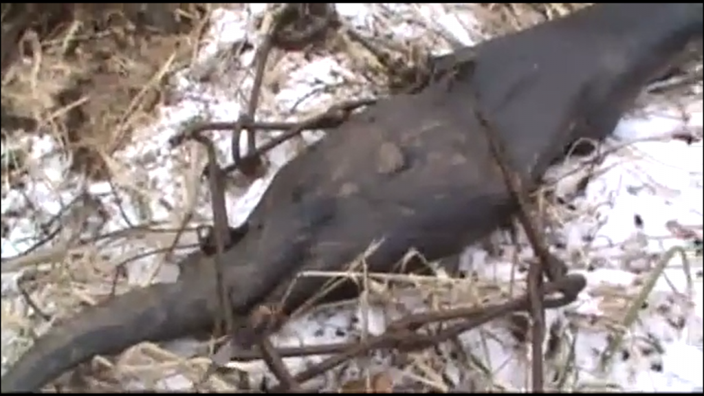 The Perfect Trap Placement for Otters [VIDEO] — The Hunting page