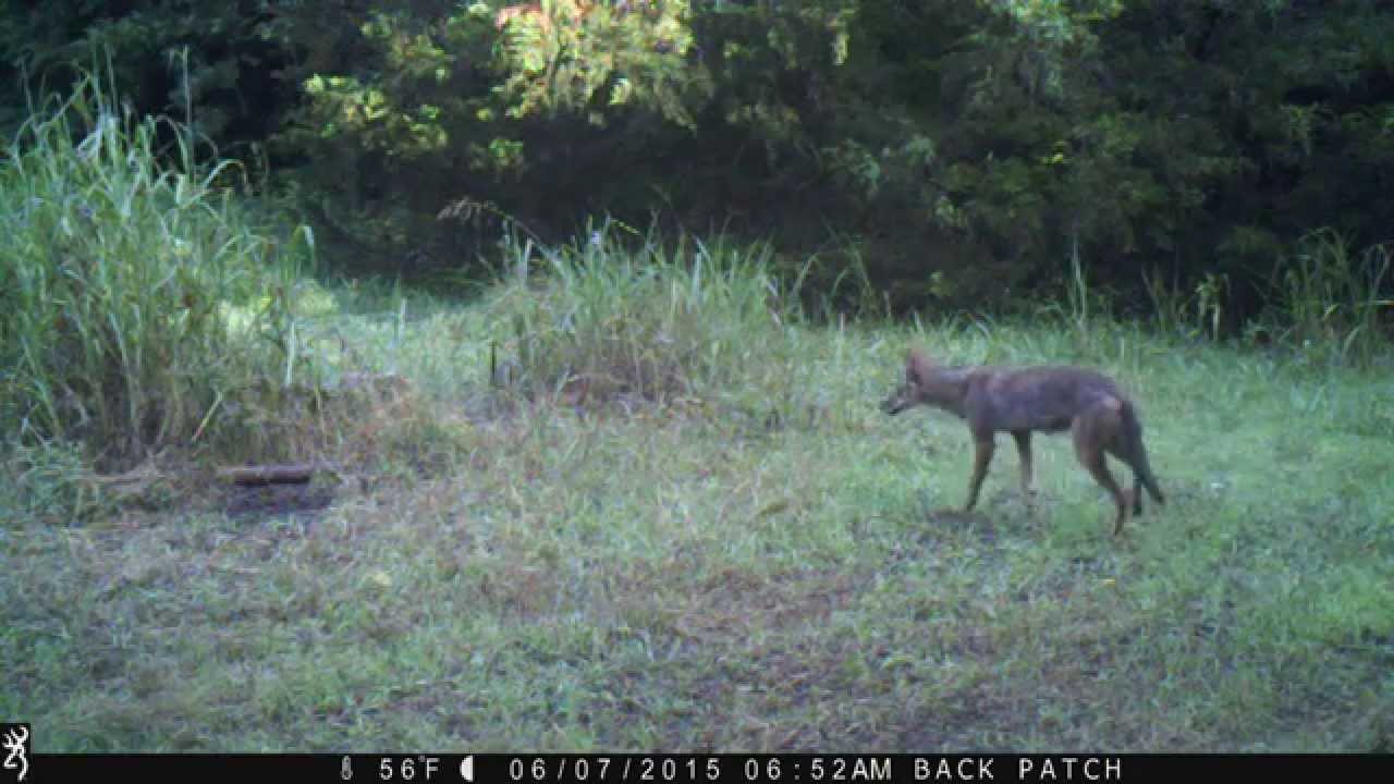 How To Make A Dirt Hole Set: Trapping Coyotes (video)