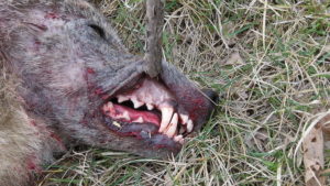 The teeth of a coyote are designed for killing and ripping flesh. 