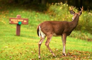 Finding big deer on public land is possible if you can read the signs.
