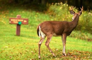 Finding big deer on public land is possible if you can read the signs. 