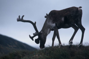 Hunters can select from velvet and hard-horn hunts.