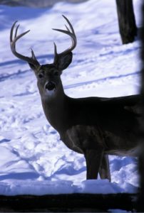 Deer are more likely to go where you want them to if they are pushed and not panicked.