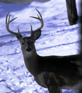 An 8-point buck crashed into a Frederick County Maryland home.