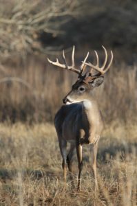 deer-06-102