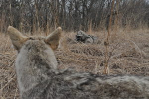 Spring and fall, keeping a coyote call in your pocket is a good idea.
